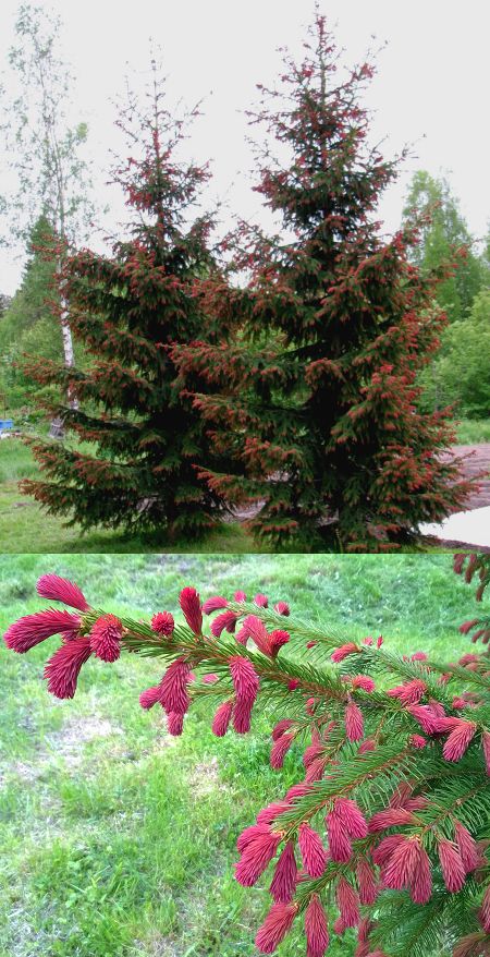 Purppurakuusi, Picea abies f. cruenta